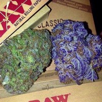 Granddady Purple